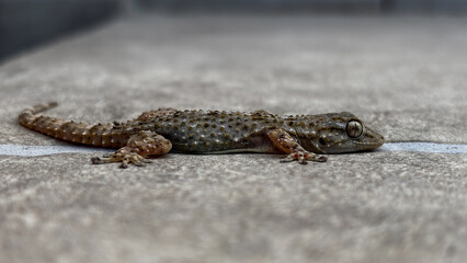 macro close up of a of a common wall gecko (Tarentola mauritanica) lying on a tiled floor with blurred background
