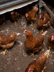 Brown laying hens gathered under shelter structure showing alternative chicken breeds in commercial poultry farming environment