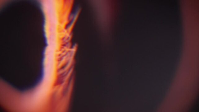 Experimental Abstract Texture for Cutaway, B-Roll, Transition. Plants and Sea Animal