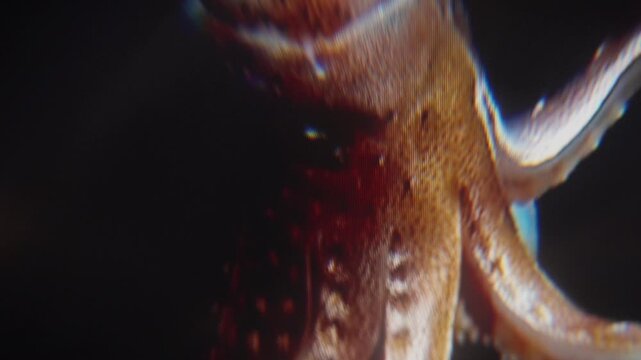 Experimental Abstract Texture for Cutaway, B-Roll, Transition. Plants and Sea Animal