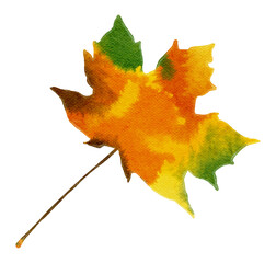 Watercolor Autumn Maple Leaf on Transparent Background. Isolated Fall Design Element in Yellow, Orange and Green Vibrant Colors