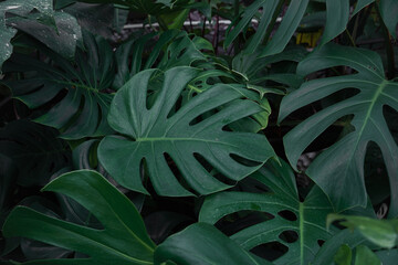 Monstera Deliciosa Foliage Close-Up. Monstera green leaves or Monstera Deliciosa. Philodendron monstera textures. Lush green tropical monstera leaves background vibrant foliage dark green plants.