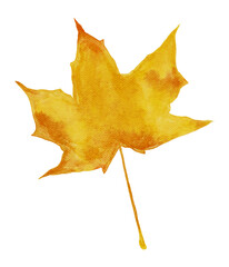 Watercolor Autumn Maple Leaf on Transparent Background. Isolated Fall Design Element in Yellow and Orange Vibrant Colors