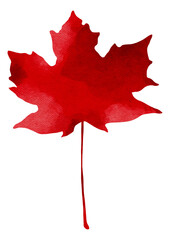 Red Maple Leaf on Transparent Background. Isolated Fall Design Element with Vibrant Colors, Watercolor Autumn Element
