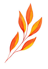 Watercolor Autumn Leaf Isolated Fall Leaves Branch Design Element in Red and Orange Vibrant Colors on Transparent Background, Hand Painted Illustration