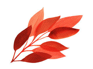 Watercolor Autumn Leaf Isolated Fall Leaves Branch Design Element in Red Vibrant Colors on Transparent Background, Hand Painted Illustration