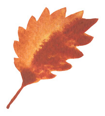 Watercolor Autumn Single Leaf Isolated Fall Design Element on Transparent Background, Hand Painted Illustration