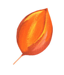 Watercolor Autumn Single Leaf Isolated Fall Design Element on Transparent Background, Hand Painted Illustration