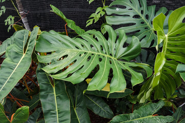 Close-up of lush green monstera leaves covered in dew drops, showcasing their natural texture and...