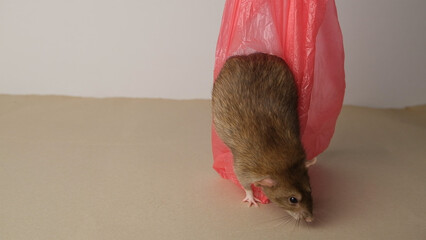 Brown rat in a red plastic bag.