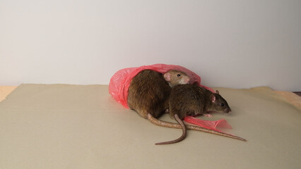 Brown rat in a red plastic bag.