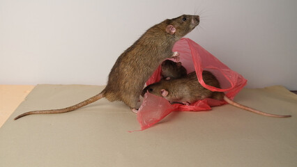 Brown rat in a red plastic bag.