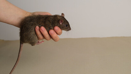 Brown rat in a human hand.