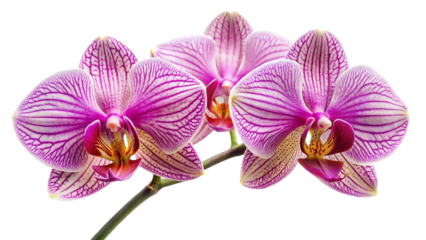 beautiful flower photo