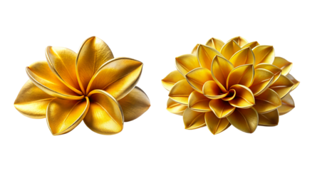 beautiful flower photo