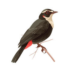 Fototapeta premium vector illustration of a bird
