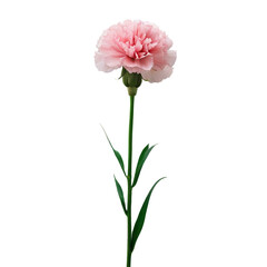 pink carnation flower isolated on white