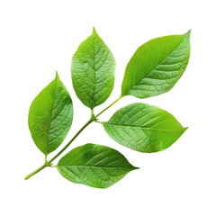 Close-up of a vibrant green leaf branch