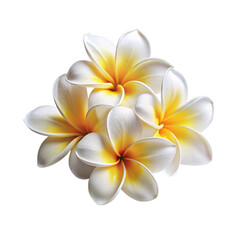 frangipani flower isolated on white