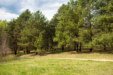 Country landscape, large green meadow in front of the pine forest, sunny day