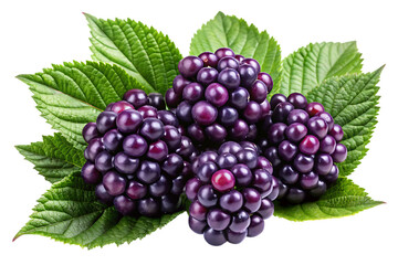 Fototapeta premium Dark purple berry clusters with vibrant green leaves on a black background isolated on a transparent background