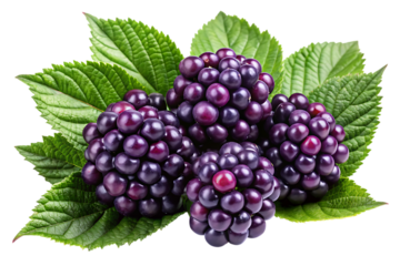 Dark purple berry clusters with vibrant green leaves on a black background isolated on a transparent background