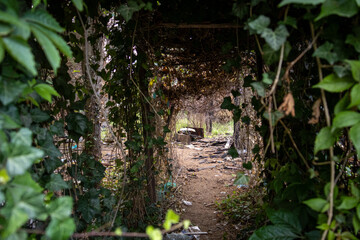 Burned-Down and Overgrown Path with Debris