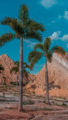 palm trees on the beach