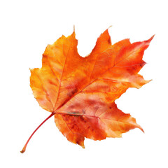 Vibrant autumn maple leaf against black