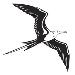 Fototapeta premium Frigatebird in flight with wings spread, isolated on white background