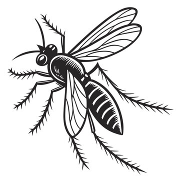 recommend clip art: Mosquito insect illustration isolated on white background