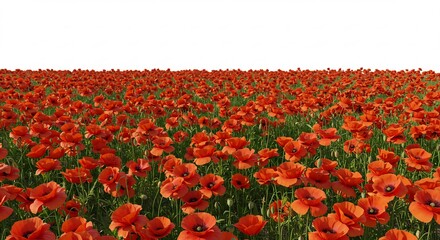 Vibrant red poppies bloom brightly under soft sunlight creating a breathtaking field of flowers. AI Generated