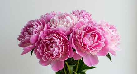Obraz premium Soft light illuminates delicate pink peonies blooming beautifully. AI Generated