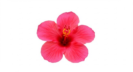 Vibrant pink hibiscus blossoms brightly against pure white background. AI Generated