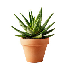 Introduce Natural Wellness to Your Home: Vibrant Aloe Vera Plant in a Classic Terracotta Pot, Perfect for Adding a Touch of Greenery and Promoting Holistic Health and Skincare.
