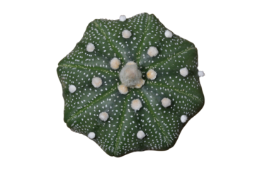 Top view of Sand dollar cactus isolated on transparent background png file