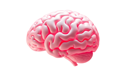 Gray Pink brain top side view transparent set bundle isolated background 3D human brains intellect m