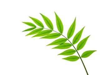 Naklejka premium Vibrant green leaves on a delicate stem isolated on white background