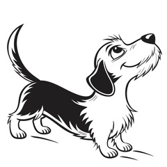 A cute wirehaired dachshund dog looking up