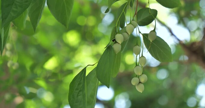 green fruits of japanese snowbell in a park