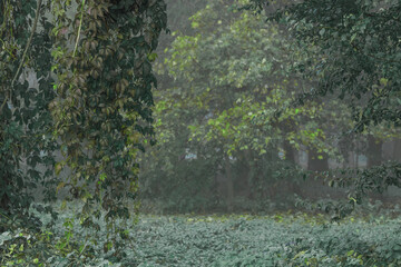 misty morning floral garden plants curly leaves and branches