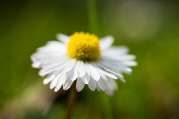 Daisy or bellis perennis flower close up, white petals with purple tip and yellow pollen