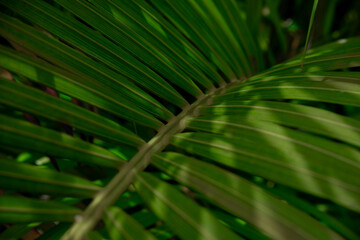 Obraz premium A close-up of vivid green palm leaves, rich in texture and natural symmetry—perfect for calming backgrounds, eco-themed ads, or tropical screensavers.
