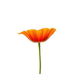 A close-up view of a vibrant orange poppy flower isolated against a black background.