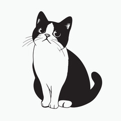 black and white cat