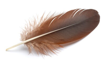 Close-up of a brown feather