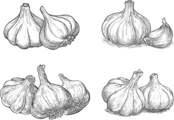 Set illustrations of garlic isolated on transparent background. Vector graphics