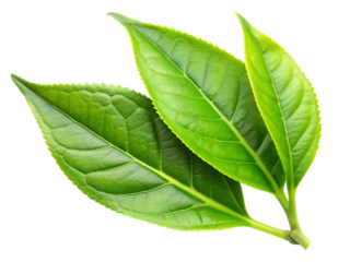 Three vibrant green tea leaves with serrated edges and visible veins isolated on a transparent background