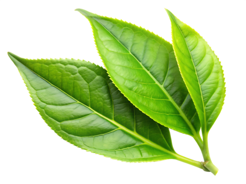 Three vibrant green tea leaves with serrated edges and visible veins isolated on a transparent background
