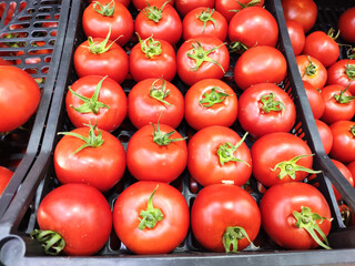 Rome, Italy - July 15, 2025: Fresh ripe red tomatoes arranged neatly in black crates at a local market, showcasing vibrant colors and natural textures for culinary use